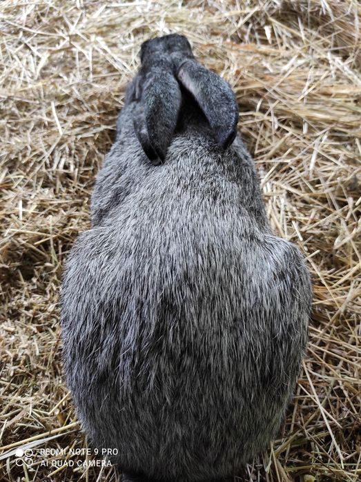 Кролі Полтавське срібло