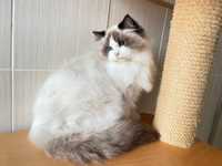 Ragdoll kocurek Sonat