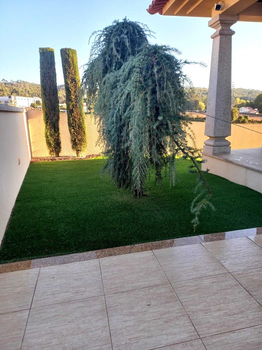 Cedro Atlanta pendula de jardim vai ser removida. devido obras