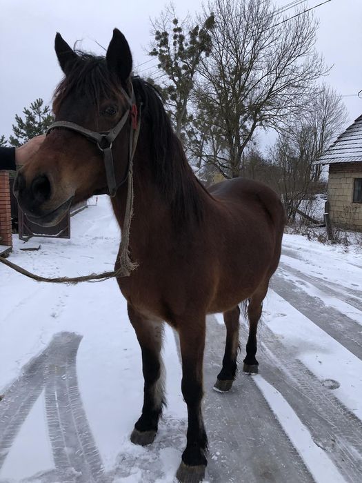 Продається кобила!