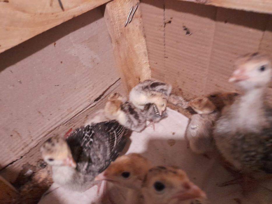 Продам маленьких індичат