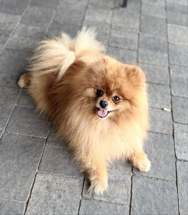 Szpic miniaturowy Pomeranian