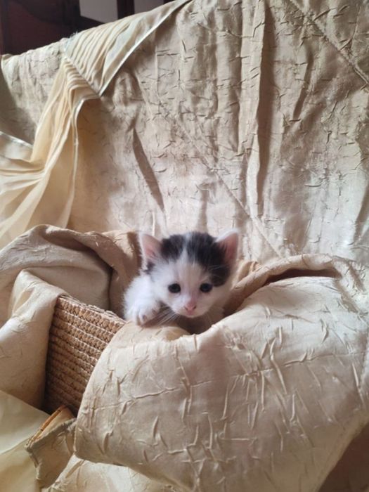 Віддам кошенят!! БЕЗКОШТОВНО!