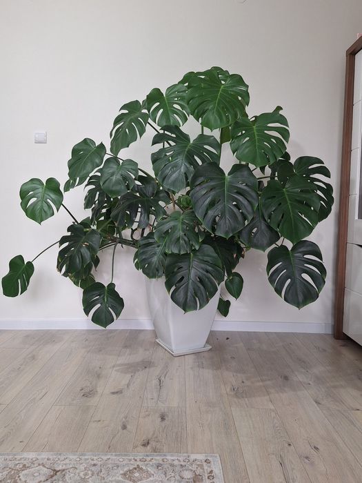 Ogromna Monstera