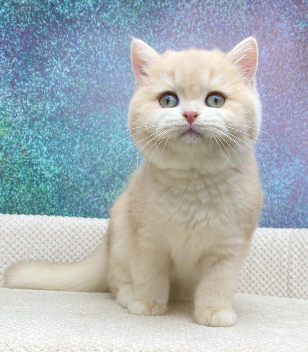 Бринський красень в ліловій шубці