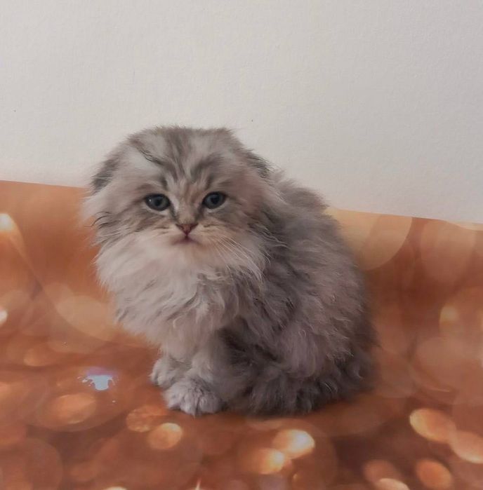 Scottish Fold macho