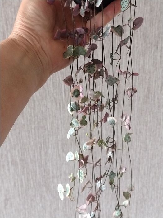 Keropegia woodii wariegata