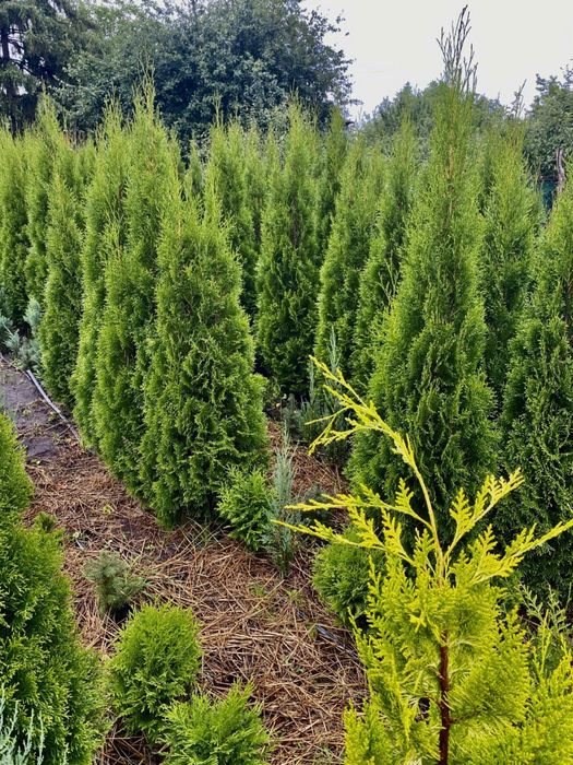 Туя Смарагд Брабант Колумна Даніка Глобоза Ялівець Ялинка Кипарисовик