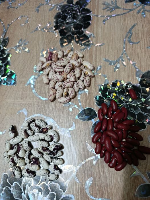 Квасоля кущова, біб