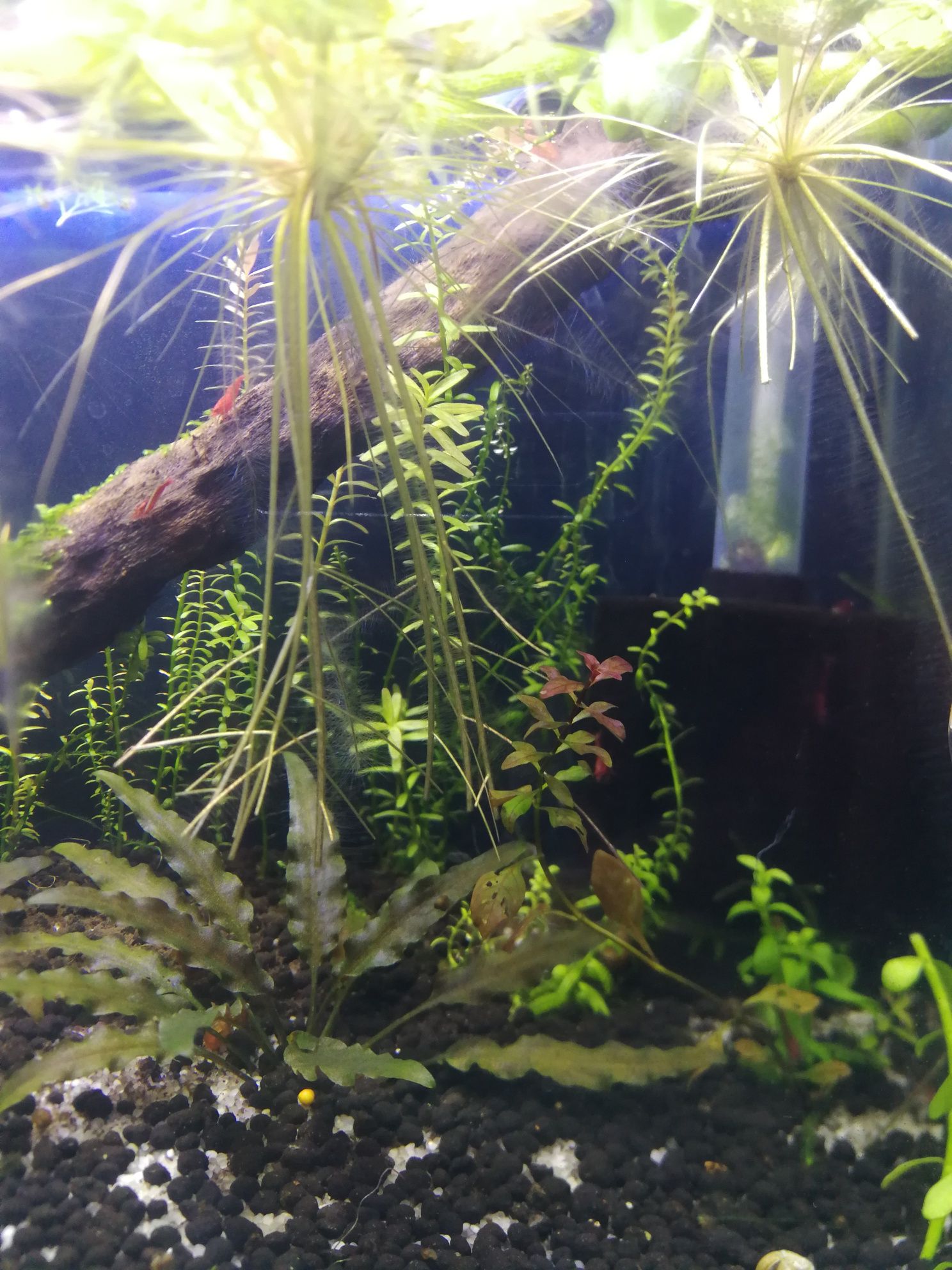 Rotala rotundifolia