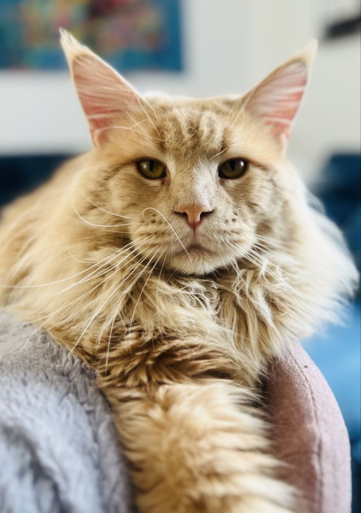 Kocurek kocięta Maine Coon Rudy ze srebrem