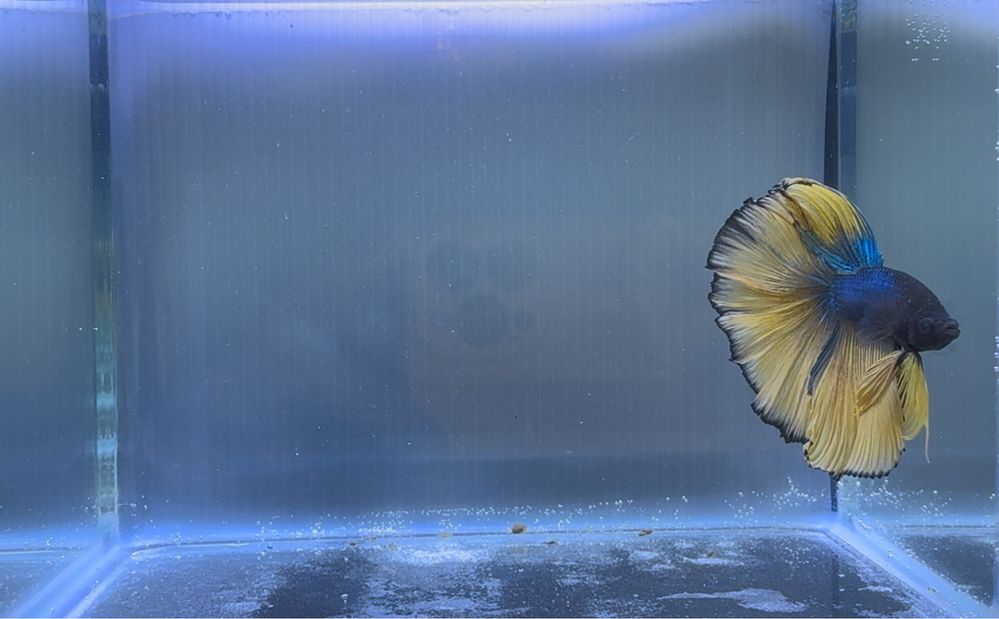 Betta Macho Mustard Gas Halfmoon