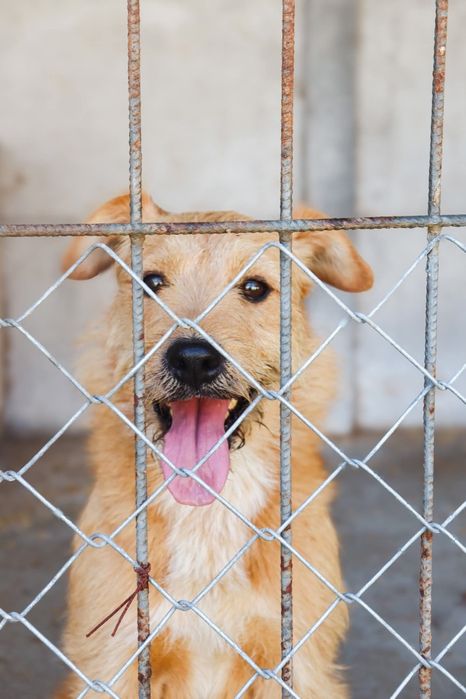 Lola szorstkowłosyla 4 letnia