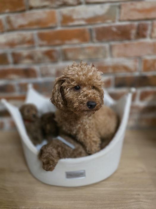 Pudelek toy chłopczyk red!