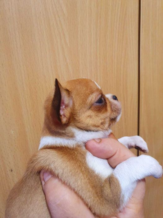 Дуже красиве дівча !