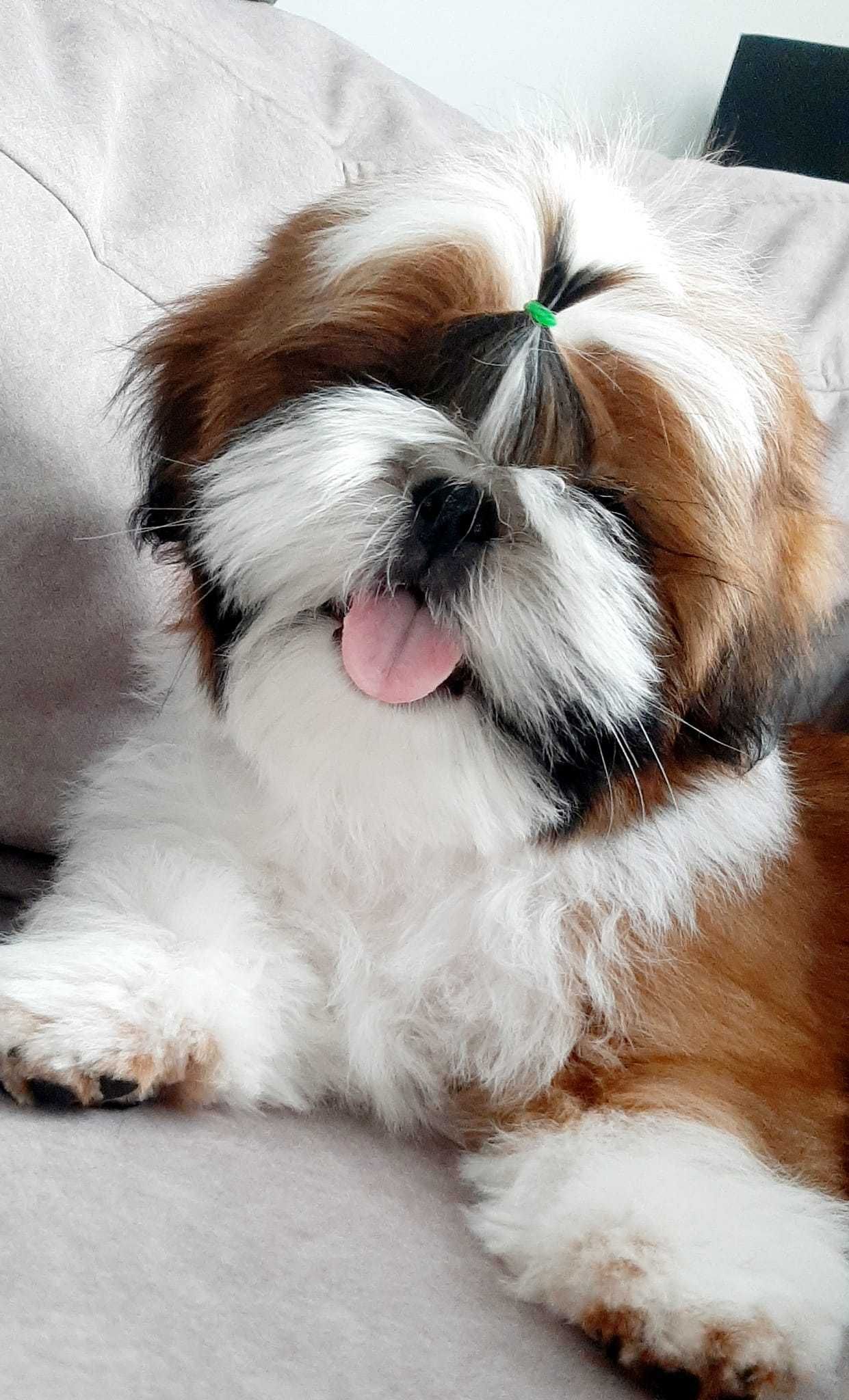 Piesek shih tzu ZKwP/FCI hodowla Grand Perle FCI