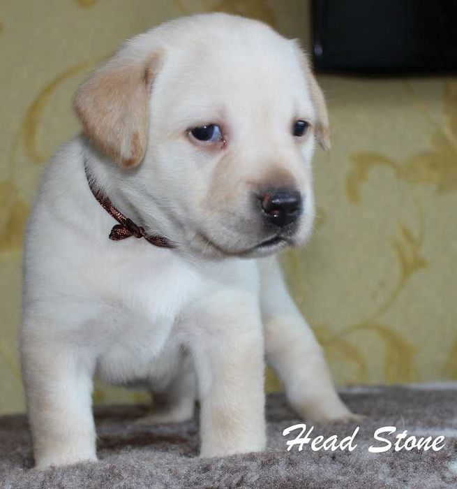 Клубные щенки Лабрадора ретривера