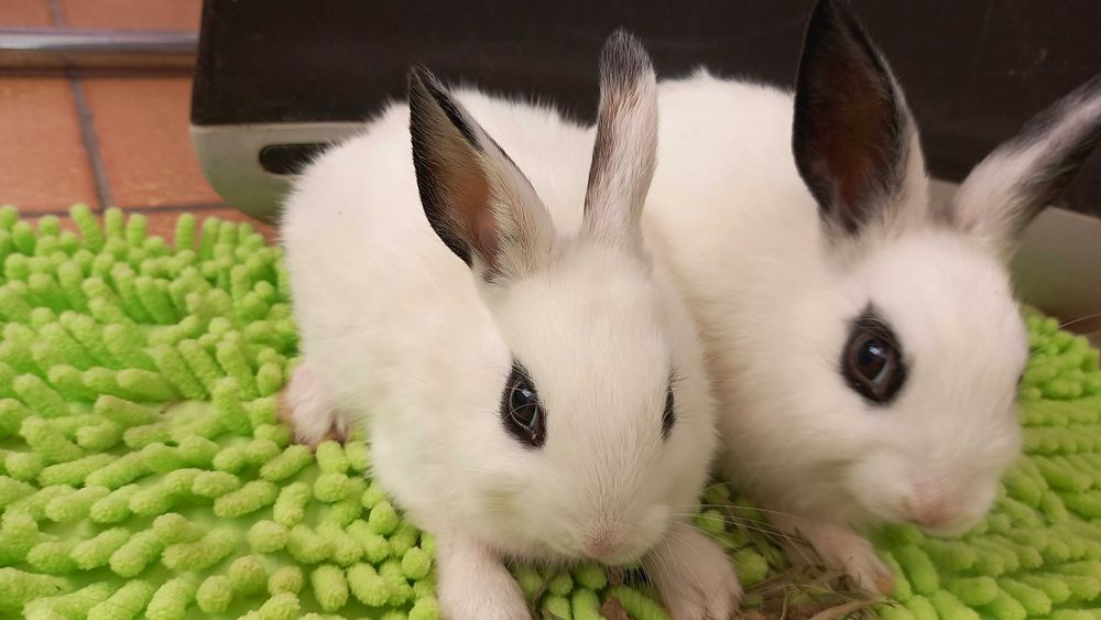 2 dziewczynki szukaja domu