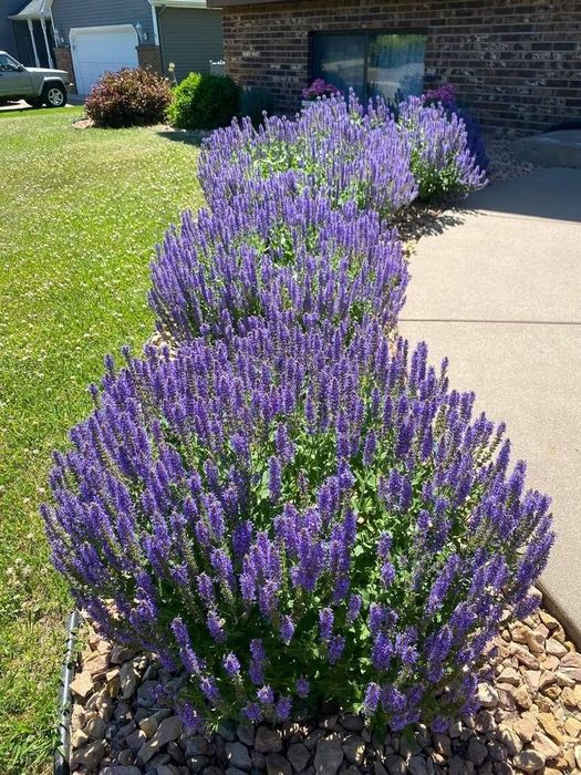 Саджанці лаванди