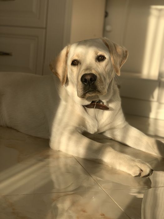 Лабрадор для вʼязки , Шелбі