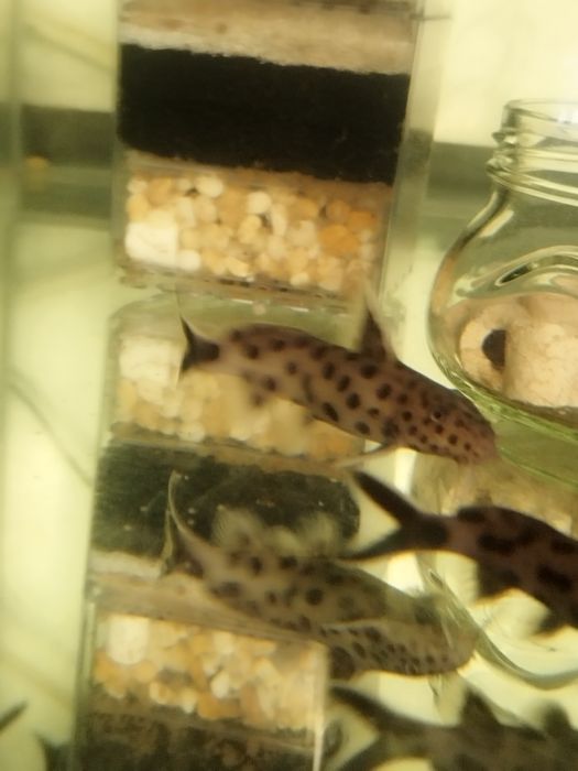 Synodontis petricola dorosłe tanganika