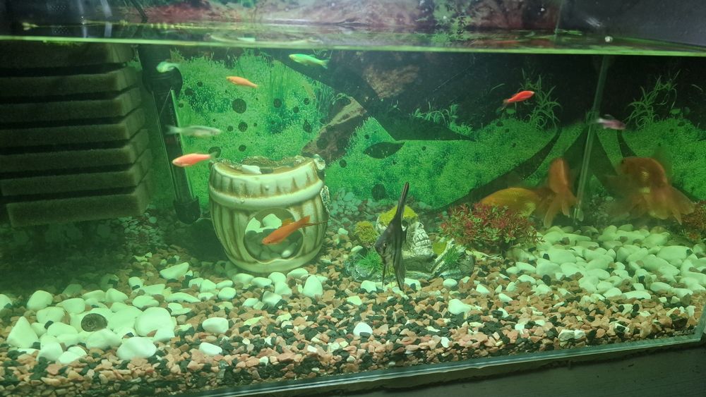 Акваріум 60 л з рибками