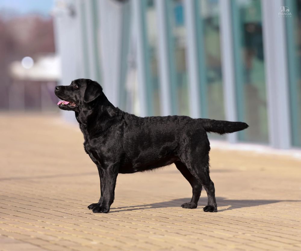 Labrador Retriever FCI