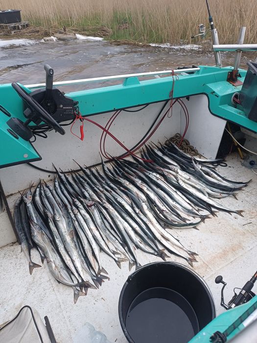 Rejs wędkarski na belone