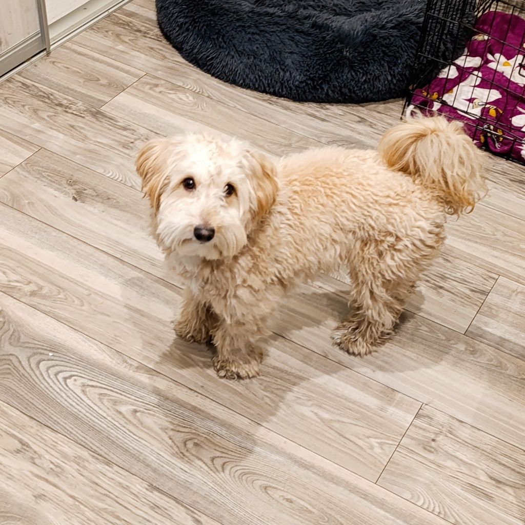 COOKIE maltipoo do adopcji