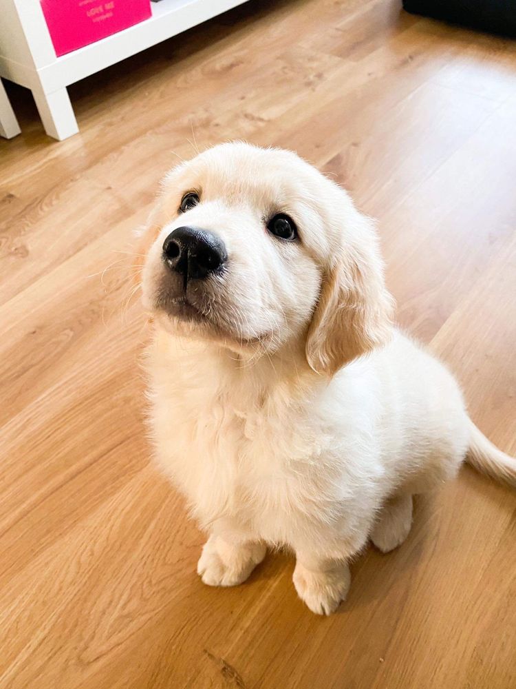 Golden retriever-szczenię