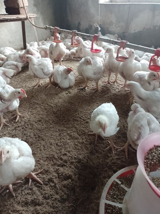 Продам бройлерів (підросток,жива вага,тушка) Комбікорм.