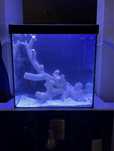 Aquario 100L agua salgads