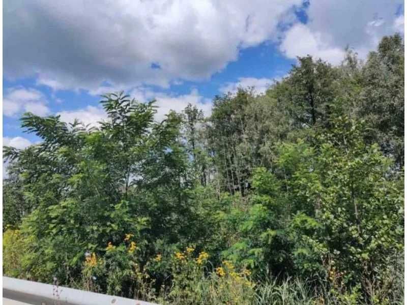 Земельна ділянка (5,0 га) - с. Березівка Житомирської обл.