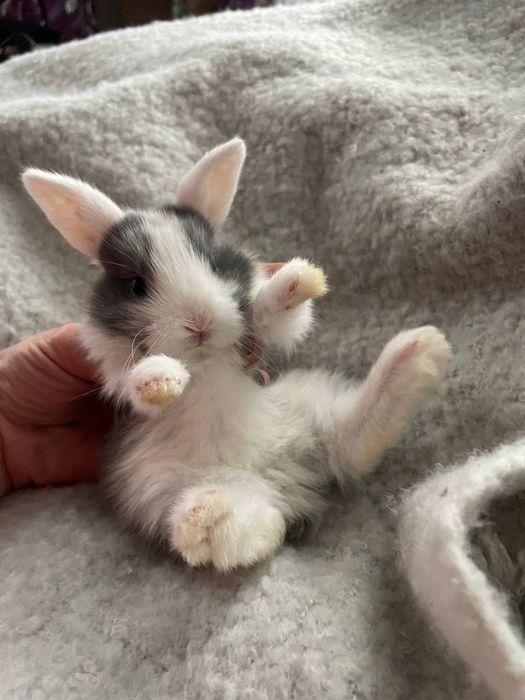 Карликові, декоративні кролики