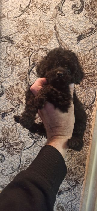 Щенки той пуделя