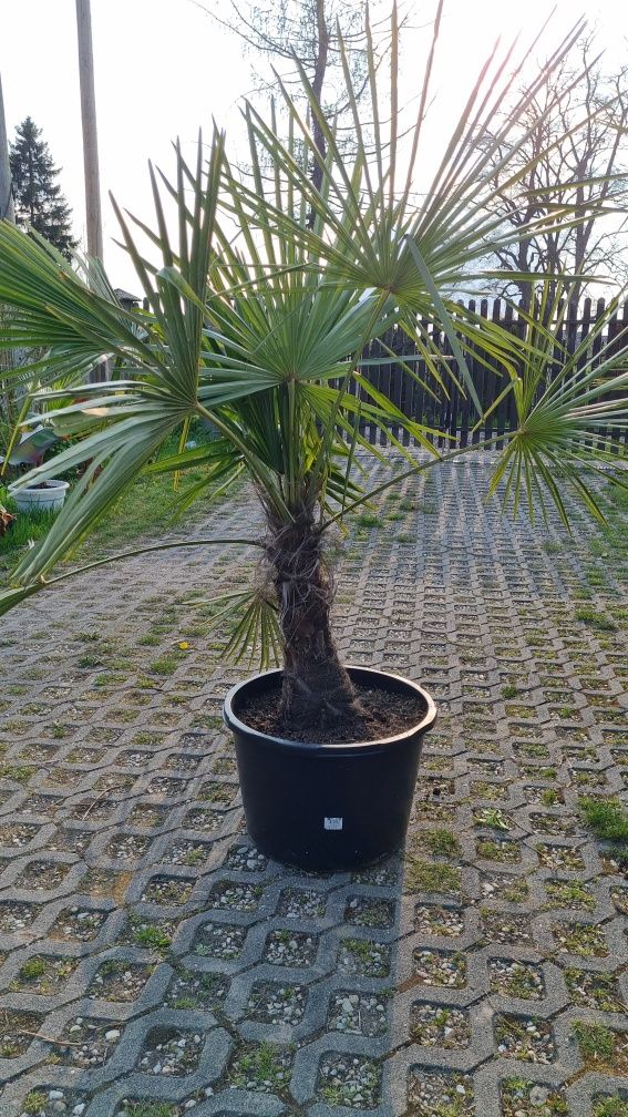 Palma trachycarpus fortunei  bananowiec basjoo oraz maureli