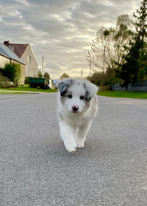 Border Collie FCI blue merle