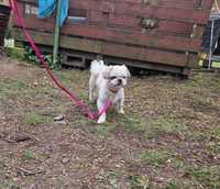 Shih-tzu piesek tricolor