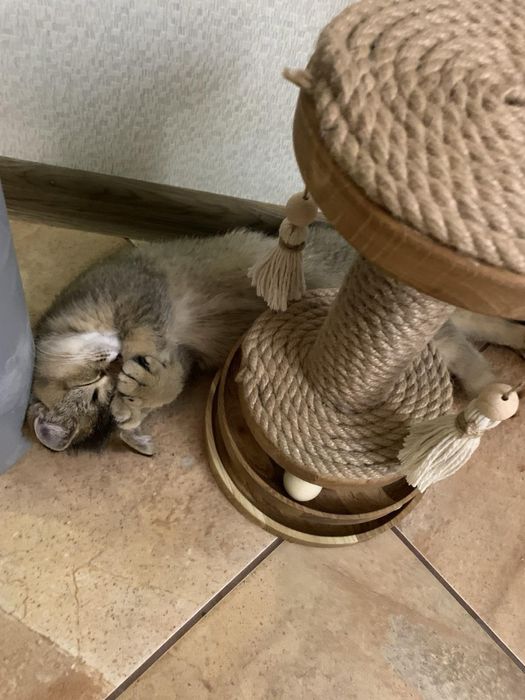 Шотладський котик золота шиншила