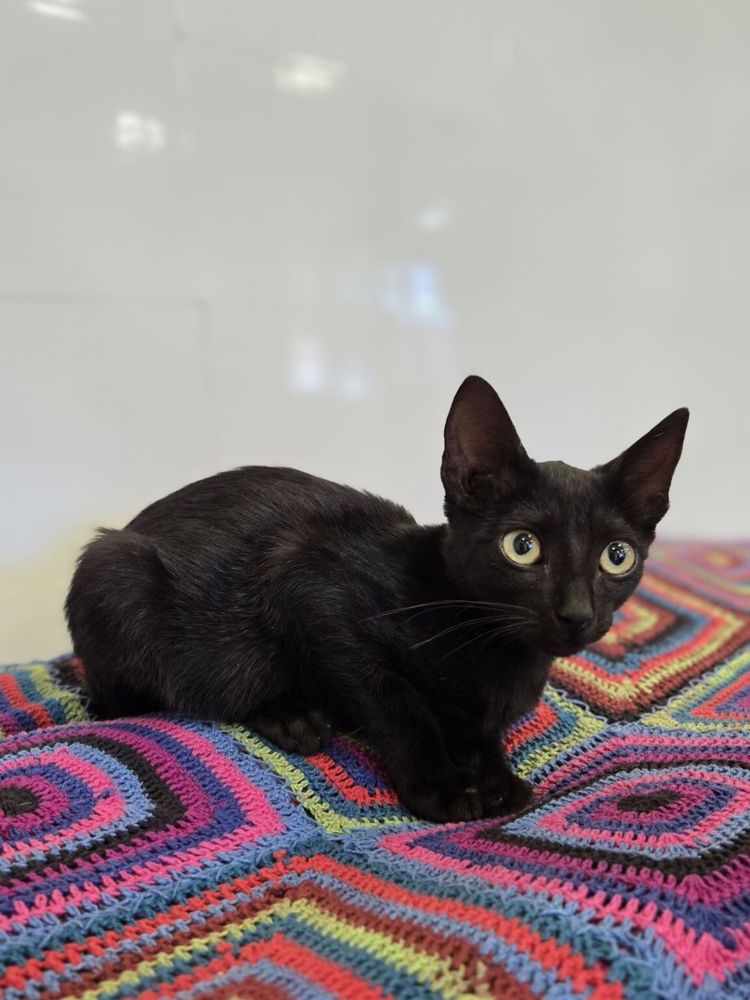 Pantera com 3 meses procura um lar para a vida