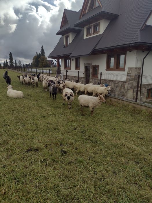 Owca baran raczka węgierska