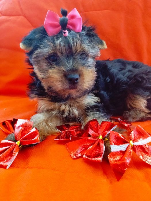 Цуценята малята йорки