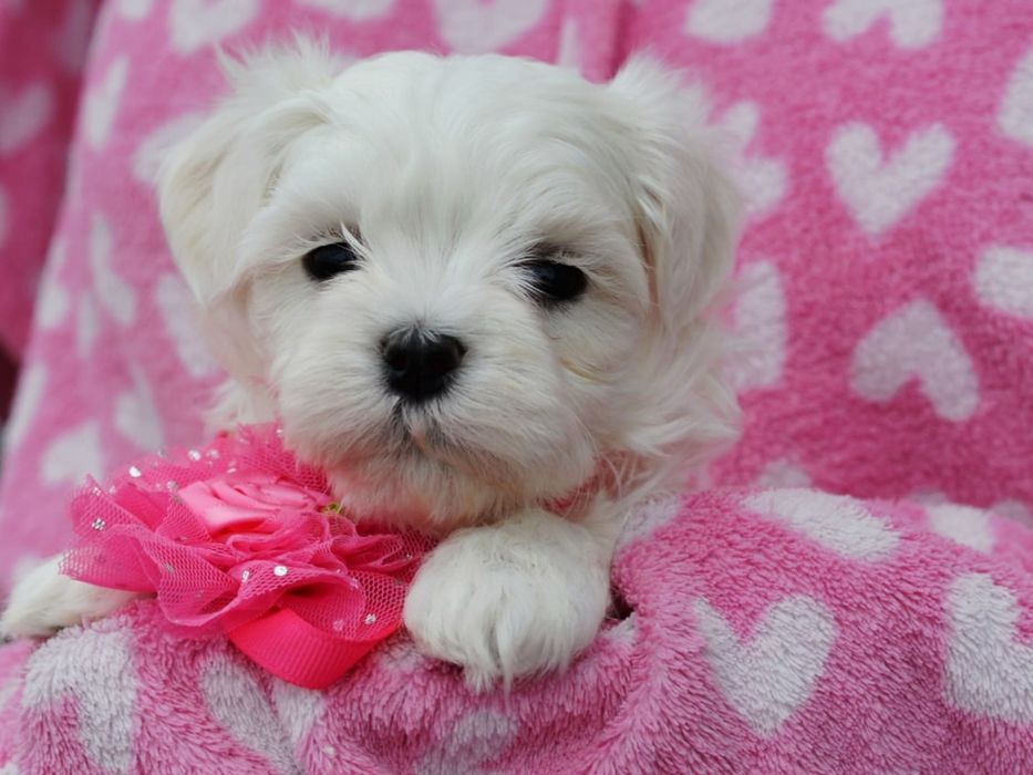 Śliczna sunia maltanczyk