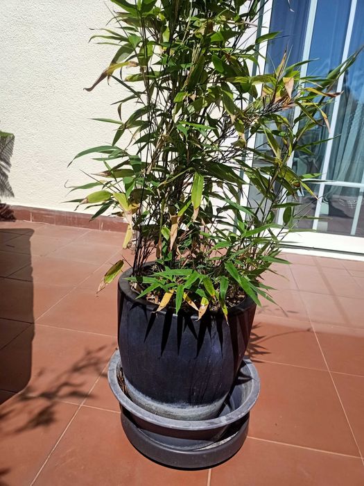 Planta Natural Bambu-preto - Phyllostachys nigra