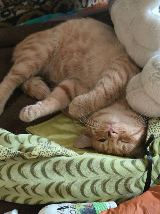 Кошеня у добрі руки