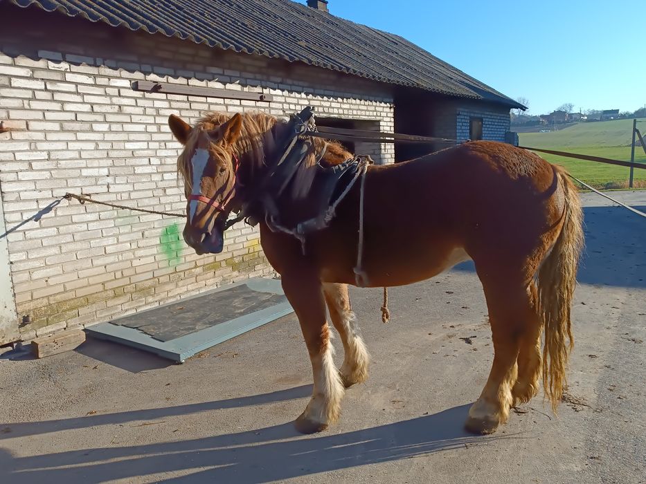 Klacz zimnokrwista 3.5 roku