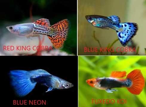 Guppies, Espadas, Molly e Platy