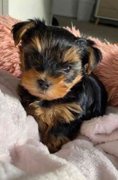 Хлопчик  йорчик , міні.