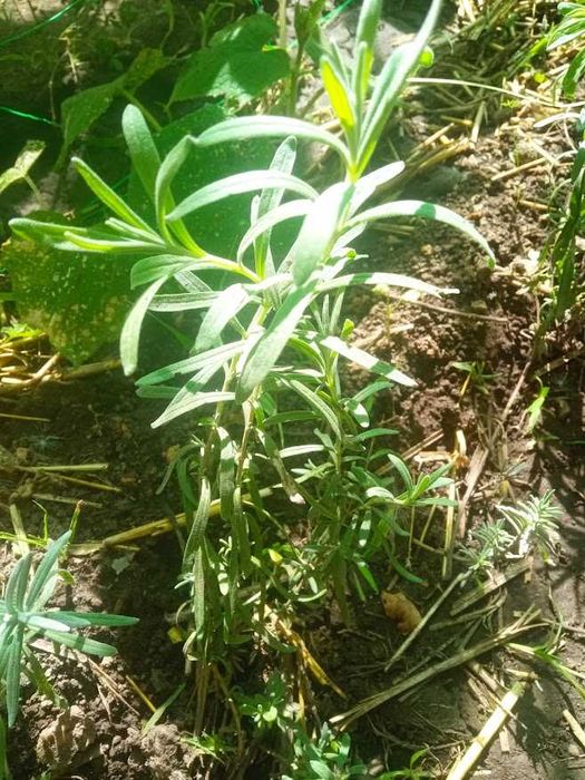 Лаванда англійська морозостійка