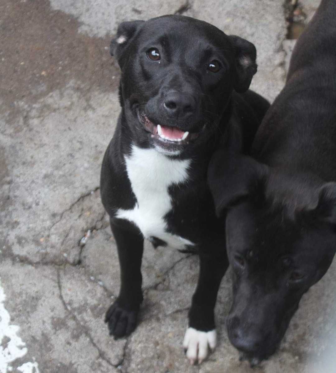 BIMBY (Fêmea, 7 Meses) Para Adopção